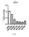 Fig. 07 - TISSUE ENGINEERING USING PROGENITOR CELLS TO CATALYZE TISSUE FORMATION BY PRIMARY CELLS