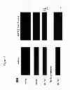 Fig. 02 - METHODS AND COMPOSITIONS FOR TREATMENT OF RETINAL DEGENERATION