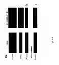 Fig. 07 - METHODS AND COMPOSITIONS FOR TREATMENT OF RETINAL DEGENERATION