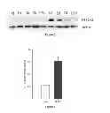 Fig. 05 - COMPOSITIONS AND METHODS FOR TREATING PAIN