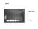 Fig. 06 - Compositions of a peptide targeting system for treating cancer