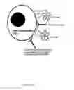 Fig. 08 - COMPOSITIONS AND METHODS FOR WOUND HEALING, AND FOR RECRUITMENT AND ACTIVATION OF MACROPHAGES IN INJURED TISSUES AND IN IMPLANTED BIOMATERIALS USED FOR TISSUE ENGINEERING