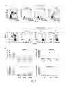 Fig. 02 - MICROVESICLES ISOLATED FROM MESENCHYMAL STEM CELLS FOR USE AS IMMUNOSUPPRESSIVE AGENTS