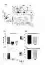 Fig. 03 - MICROVESICLES ISOLATED FROM MESENCHYMAL STEM CELLS FOR USE AS IMMUNOSUPPRESSIVE AGENTS