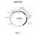 Fig. 02 - MULTI PLASMID SYSTEM FOR THE PRODUCTION OF INFLUENZA VIRUS