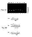 Fig. 06 - MULTI PLASMID SYSTEM FOR THE PRODUCTION OF INFLUENZA VIRUS