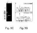 Fig. 07 - MULTI PLASMID SYSTEM FOR THE PRODUCTION OF INFLUENZA VIRUS