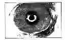 Fig. 01 - ECTOCORNEA-LIKE SHEET AND METHOD OF CONSTRUCTING THE SAME