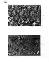 Fig. 02 - ECTOCORNEA-LIKE SHEET AND METHOD OF CONSTRUCTING THE SAME