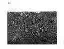 Fig. 04 - ECTOCORNEA-LIKE SHEET AND METHOD OF CONSTRUCTING THE SAME