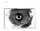 Fig. 11 - ECTOCORNEA-LIKE SHEET AND METHOD OF CONSTRUCTING THE SAME