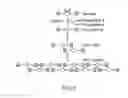 Fig. 02 - HEMOSTATIC DRESSING FOR ARTERIAL BLEEDING