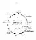 Fig. 02 - Truncated HIV envelope proteins (ENV), methods and compositions related thereto