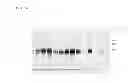 Fig. 35 - Truncated HIV envelope proteins (ENV), methods and compositions related thereto