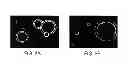 Fig. 04 - NOVEL COCHLEATE FORMULATIONS