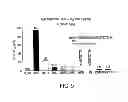 Fig. 10 - NOVEL COCHLEATE FORMULATIONS