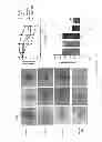 Fig. 08 - ENHANCED NITRIC OXIDE DELIVERY AND USES THEREOF