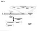 Fig. 04 - Degradable clostridial toxins
