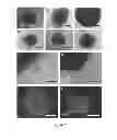 Fig. 02 - METHOD FOR OBTAINING A MULTICELLULAR SPHEROID