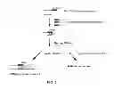 Fig. 06 - Methods and compositions for amplification and detection of MicroRNAs