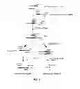 Fig. 07 - Methods and compositions for amplification and detection of MicroRNAs