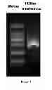 Fig. 08 - Method for large-scale synthesis of long-chain nucleic acid molecule