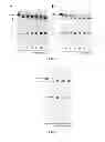 Fig. 03 - Methods for Determining the Oncogenic Condition of Cell, Uses Thereof, and Methods for Treating Cancer