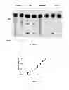 Fig. 05 - Methods for Determining the Oncogenic Condition of Cell, Uses Thereof, and Methods for Treating Cancer