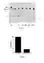 Fig. 18 - Methods for Determining the Oncogenic Condition of Cell, Uses Thereof, and Methods for Treating Cancer
