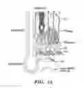 Fig. 02 - Targeting p63 to re-activate dormant reserve stem cells in olfactory epithelium