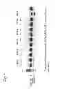 Fig. 02 - METHODS AND MEANS FOR EFFICIENT SKIPPING OF EXON 45 IN DUCHENNE MUSCULAR DYSTROPHY PRE-mRNA