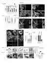 Fig. 02 - Methods for heart regeneration