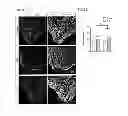 Fig. 09 - Methods for heart regeneration