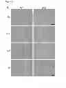 Fig. 03 - Compositions and Methods for Treating Skeletal Myopathy