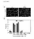 Fig. 04 - Compositions and Methods for Treating Skeletal Myopathy