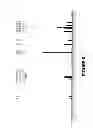 Fig. 07 - COMPOUND, COMPOSITION AND USES THEREOF