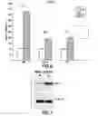 Fig. 08 - Method of Diagnosis or Prognosis of a Neoplasm Comprising Determining the Level of Expression of a Protein in Stromal Cells Adjacent to the Neoplasm
