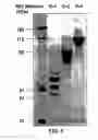 Fig. 07 - Decorated macromolecular scaffolds