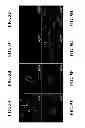 Fig. 12 - Activation of sodium potassium ATPase