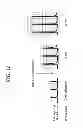 Fig. 19 - Activation of sodium potassium ATPase