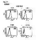 Fig. 08 - Interleukin-6 receptor binding polypeptides