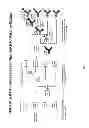 Fig. 02 - B cell lineage based immunogen design with humanized animals