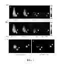 Fig. 08 - RADIOLABELED NUCLEOSIDE ANALOGUE, AND PREPARATION METHOD AND USE THEREOF