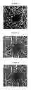 Fig. 14 - ENHANCED OPTICAL ANGIOGRAPHY USING INTENSITY CONTRAST AND PHASE CONTRAST IMAGING METHODS