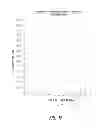 Fig. 31 - Closure devices for medical devices and methods