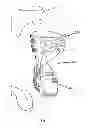 Fig. 07 - Brace For Unloading Of Medial Or Lateral Joint