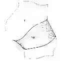 Fig. 01 - MATERNITY SUPPORT BELT