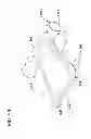 Fig. 49 - Packaged body adhering absorbent article