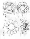 Fig. 60 - Prosthetic valve for replacing mitral valve