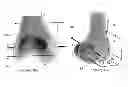 Fig. 08 - Systems and methods for determining the mechanical axis of a femur